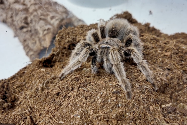 Tarantula mating season, tarantula in terrarium